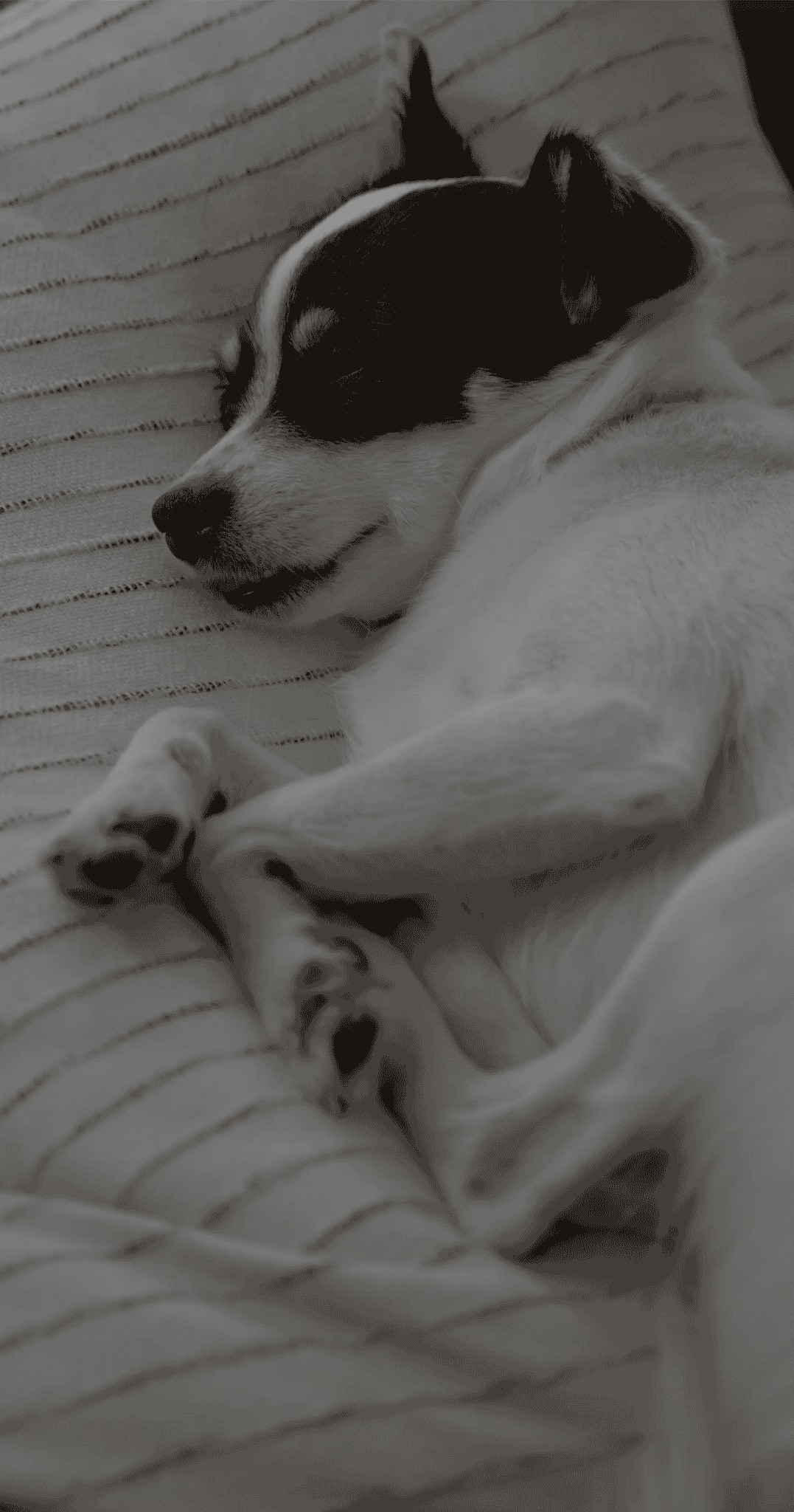 Cerca un pet sitter - Pethotel, image size:1077x2048